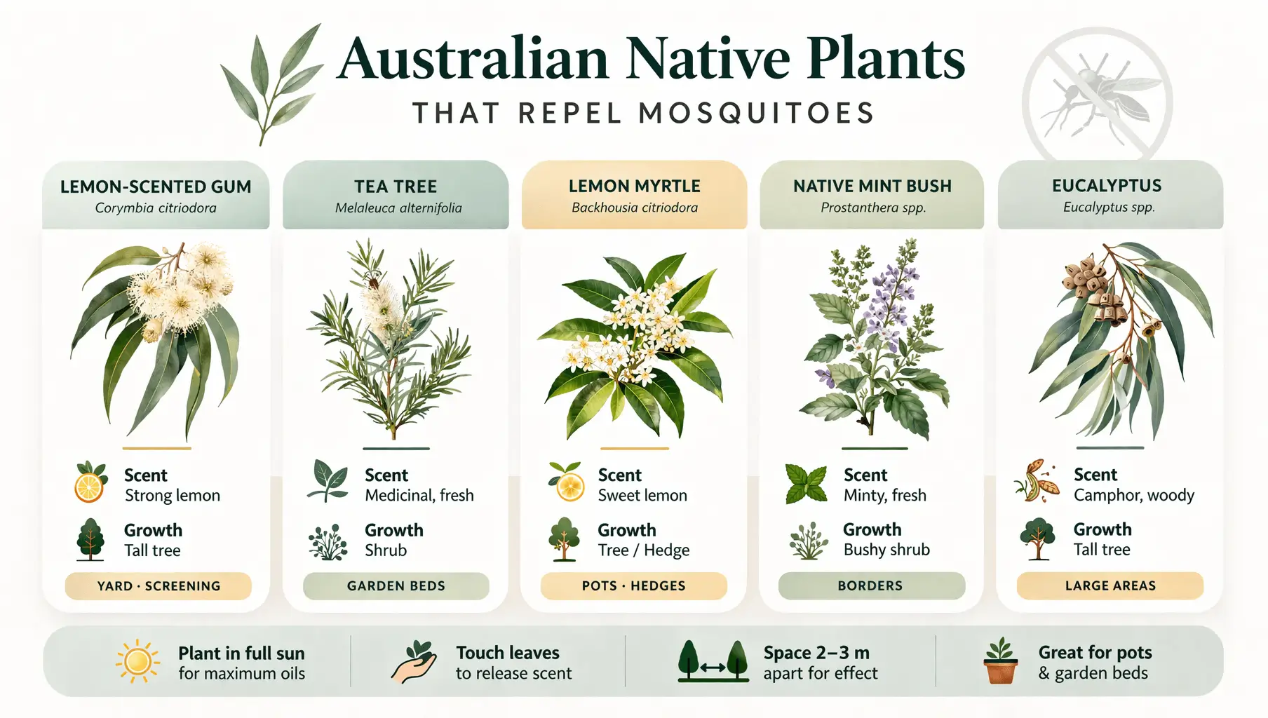 australian native plants that repel mosquitoes