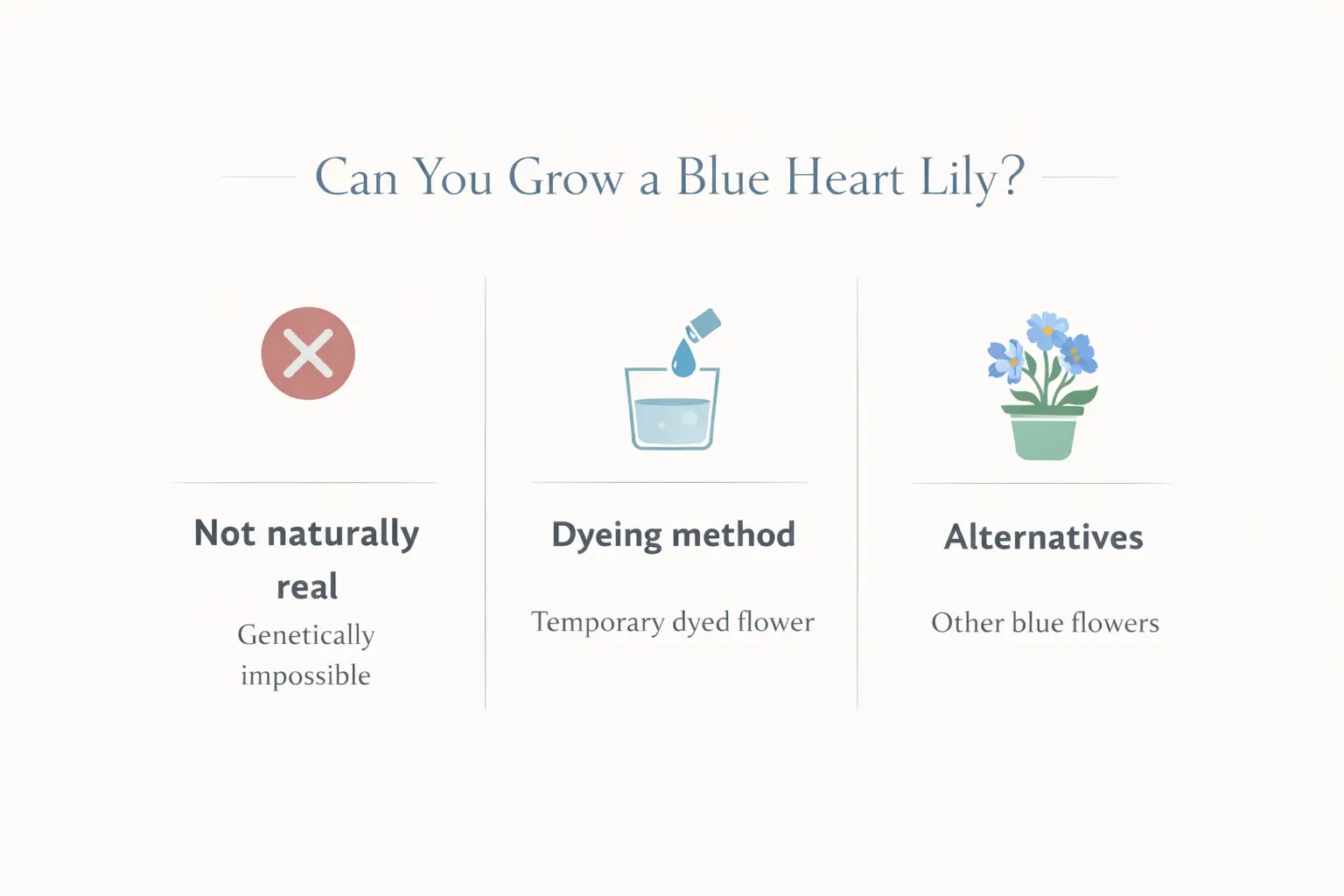 blue heart lily flower