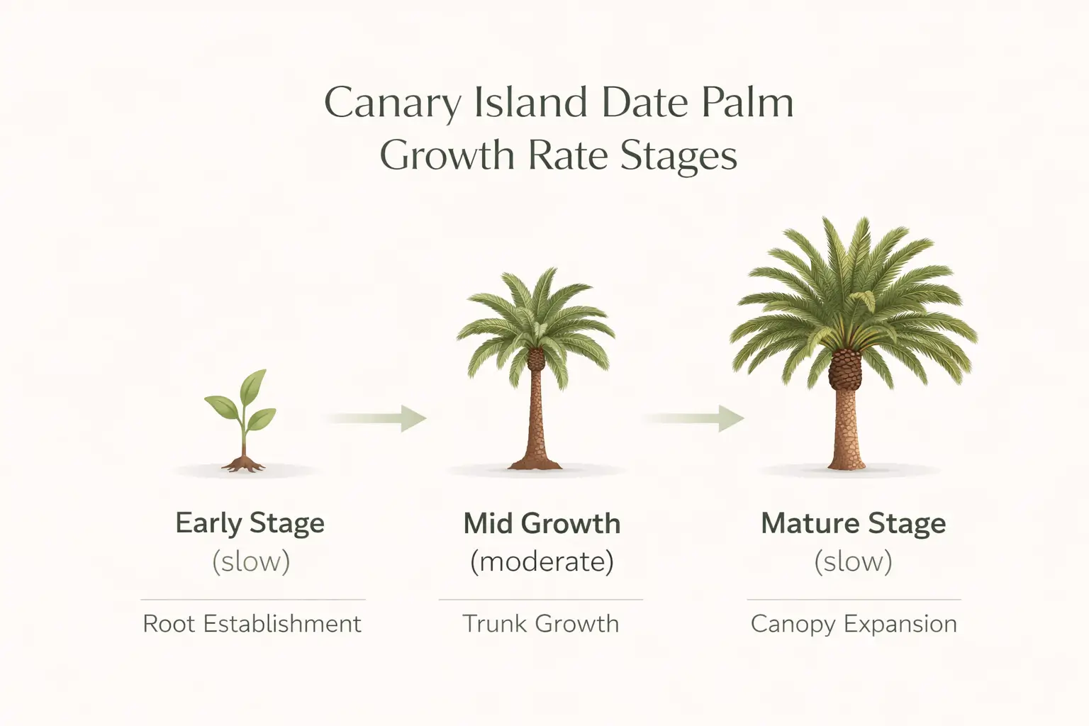canary island date palm growth rate