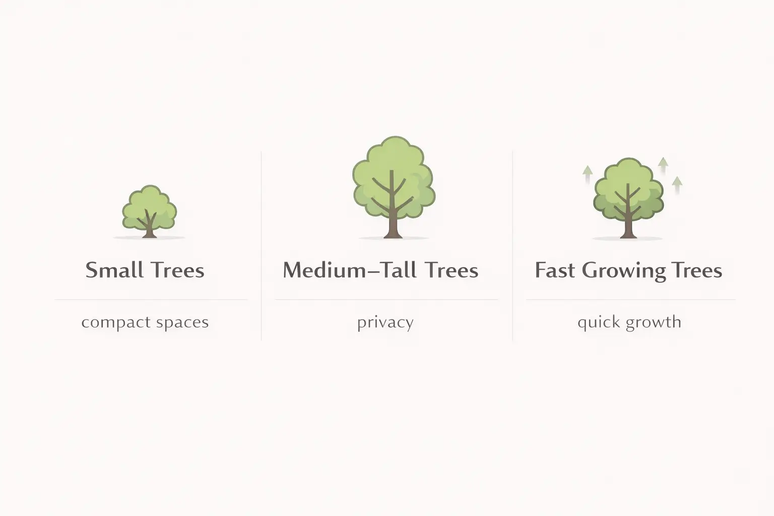 Types of evergreen trees Brisbane including small, tall, and fast growing varieties