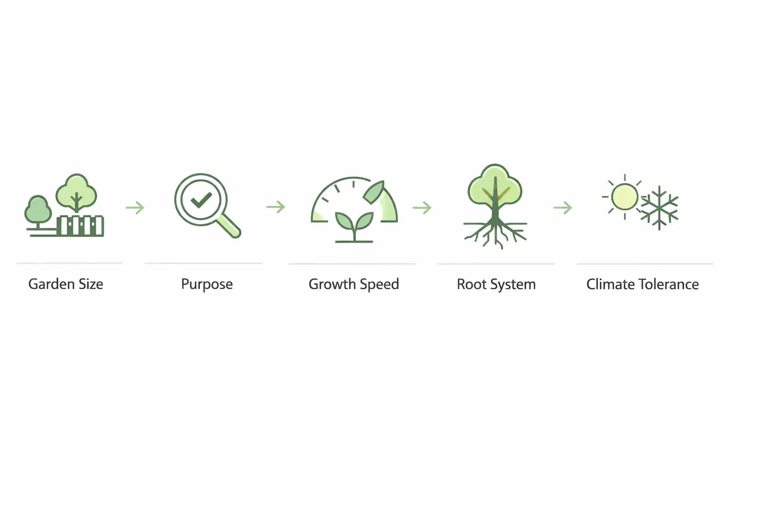 Guide to choosing evergreen trees Brisbane based on size, purpose, and climate