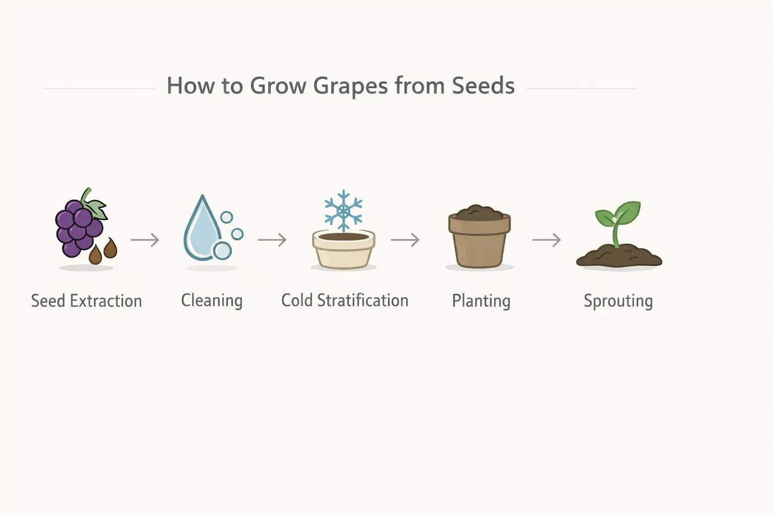 green grape seeds