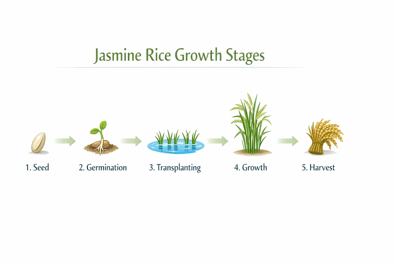 jasmine rice plant