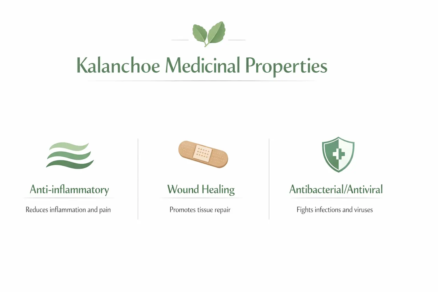 kalanchoe plant benefits