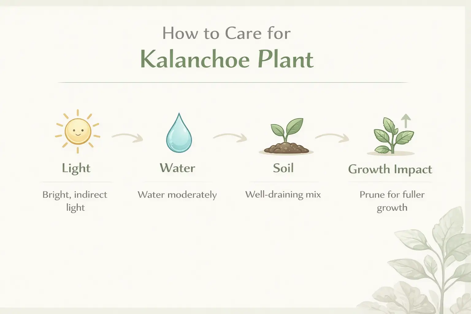 kalanchoe plant benefits