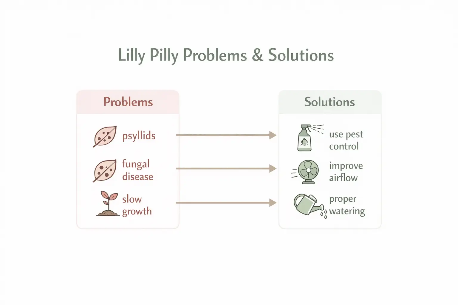 lilly pilly privacy screen