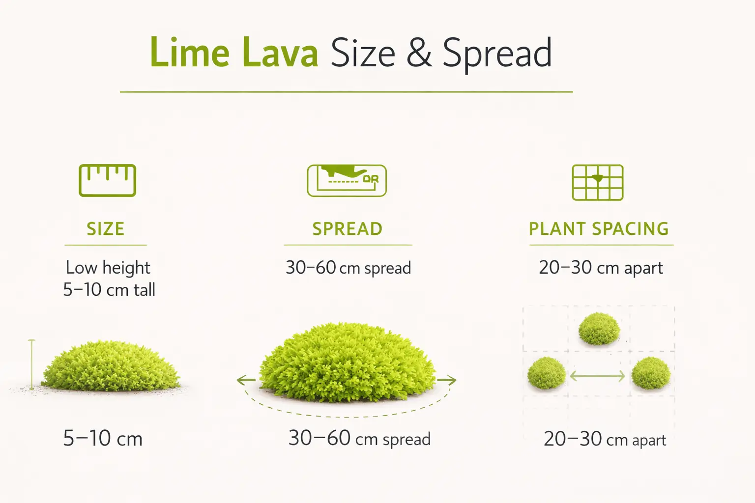 lime lava ground cover
