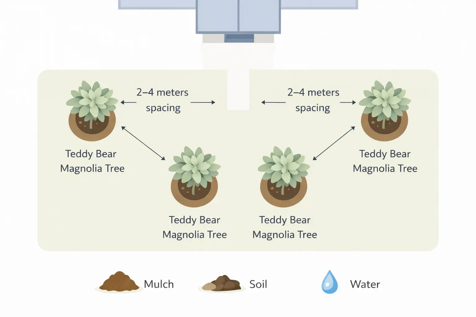 magnolia teddy bear root system