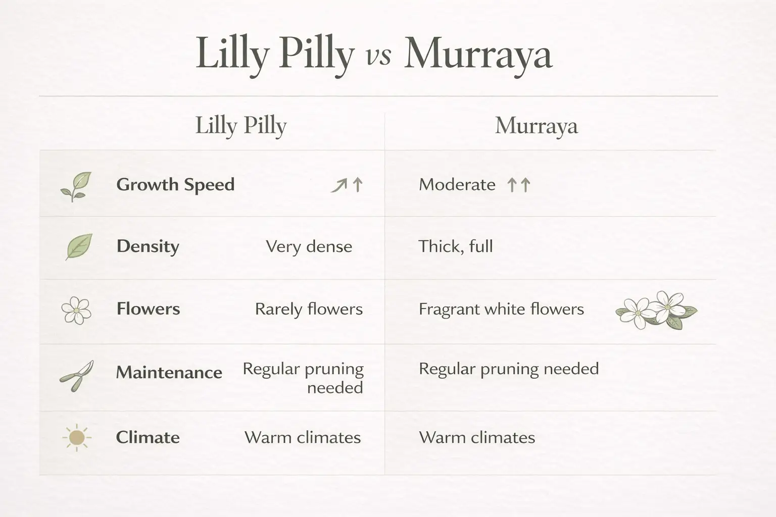 lilly pilly vs murraya comparison chart showing growth speed, density, maintenance and flowers