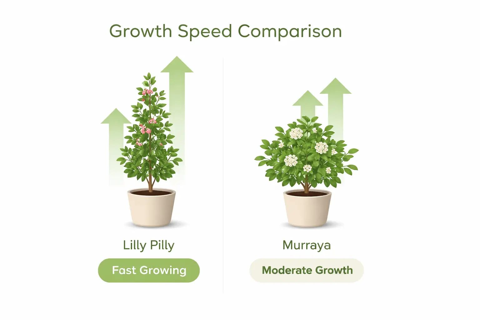 lilly pilly vs murraya growth rate comparison showing fast vs moderate hedge growth