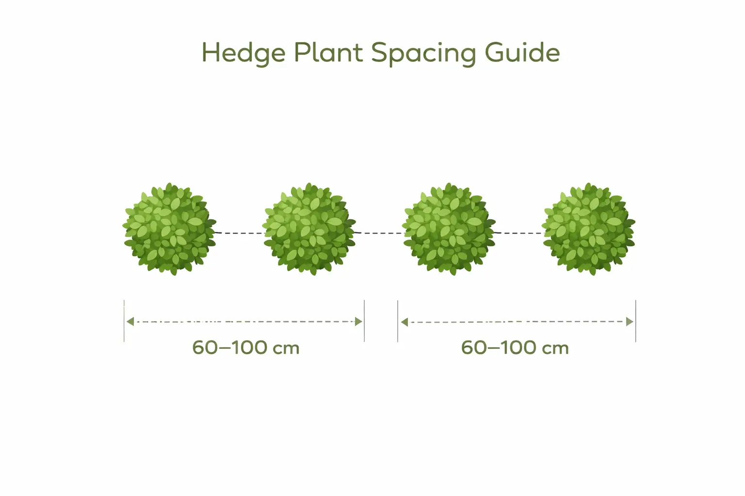 murraya hedge spacing diagram showing 60 to 100 cm planting distance