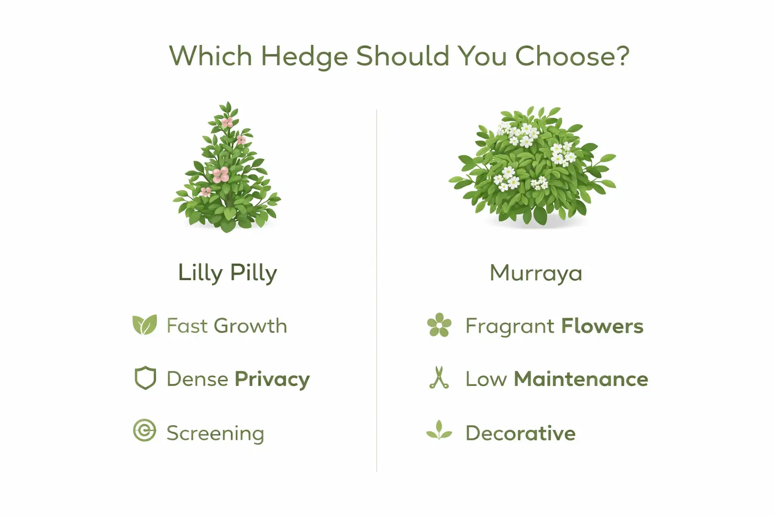 decision guide comparing lilly pilly vs murraya for privacy hedge or decorative hedge