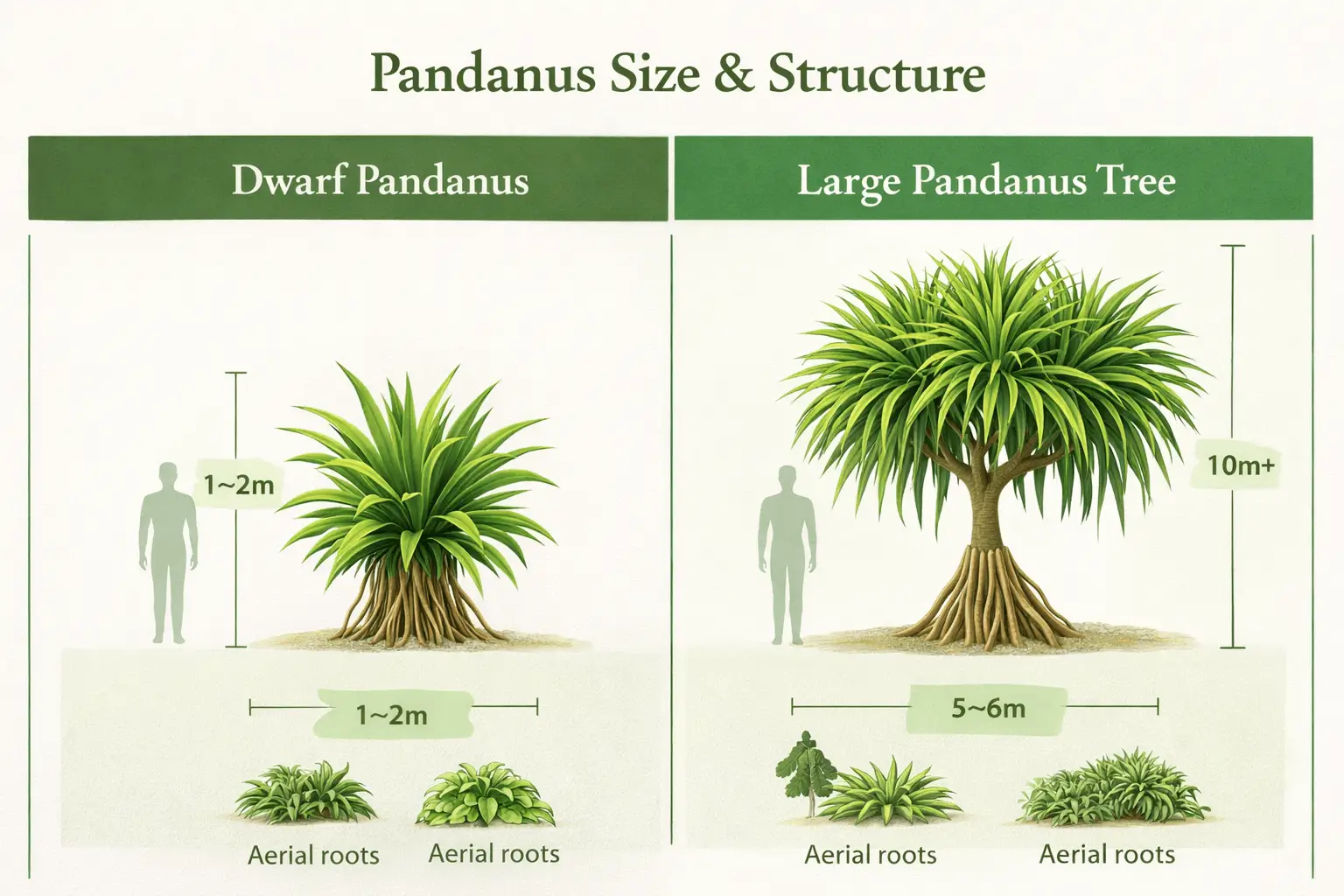 pandanus varieties
