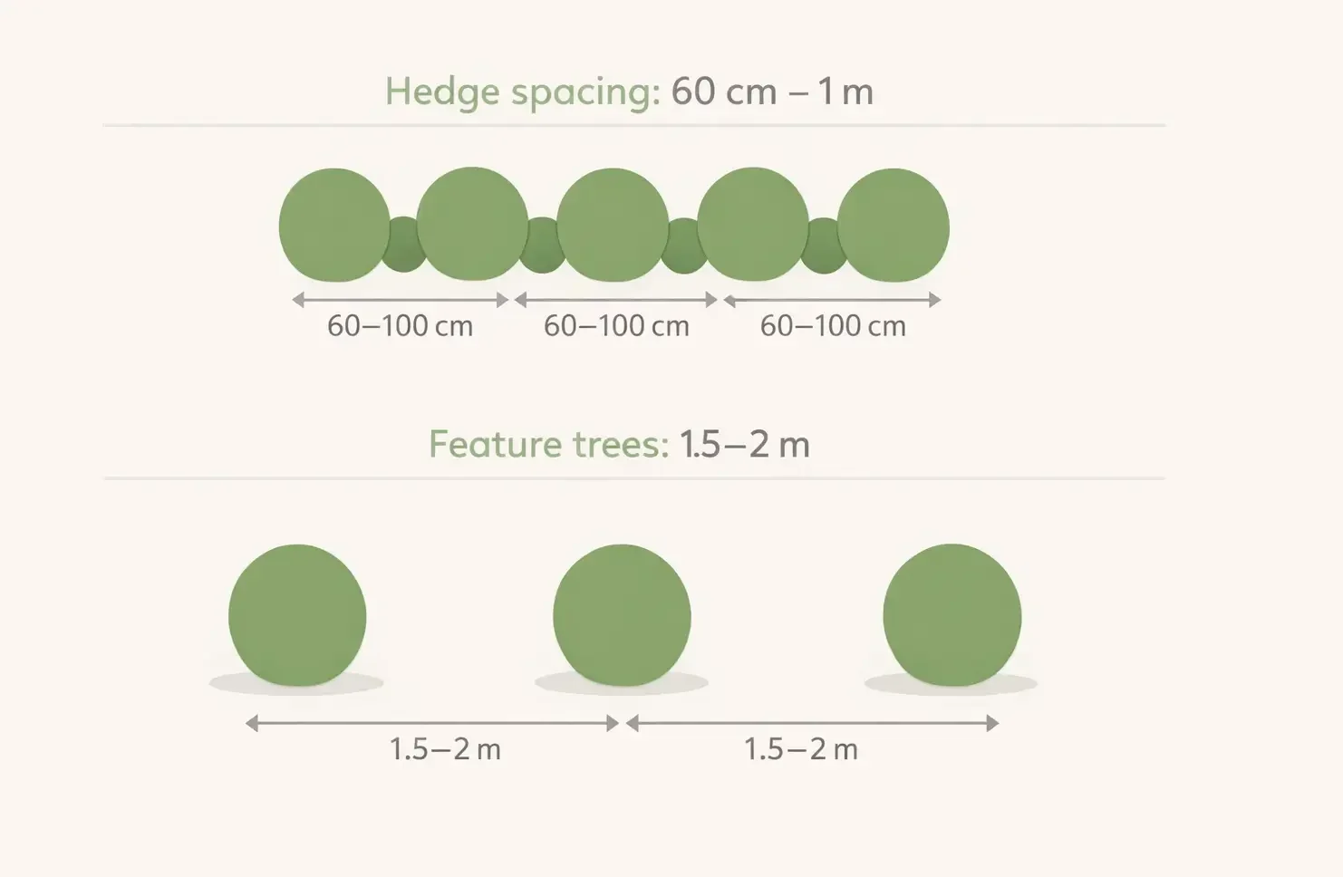 pencil pine growth rate