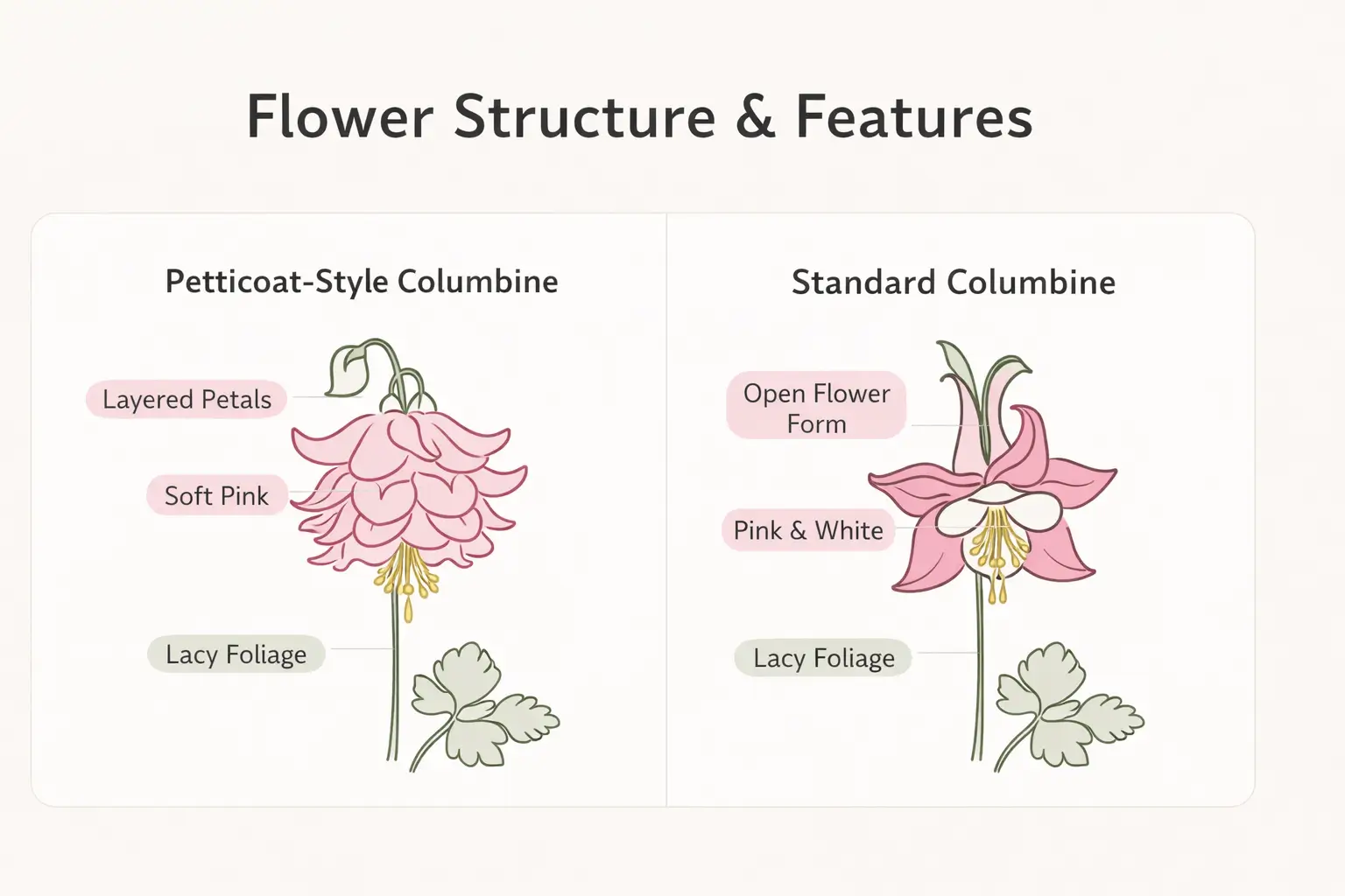pink petticoat columbine