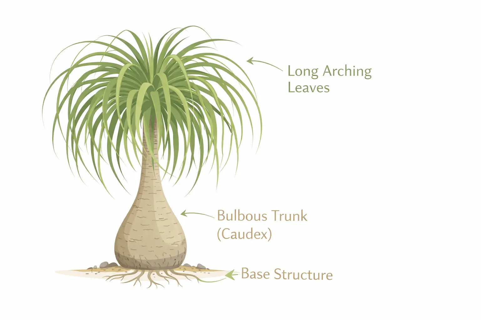 Ponytail palm structure showing trunk base and long leaves labeled clearly