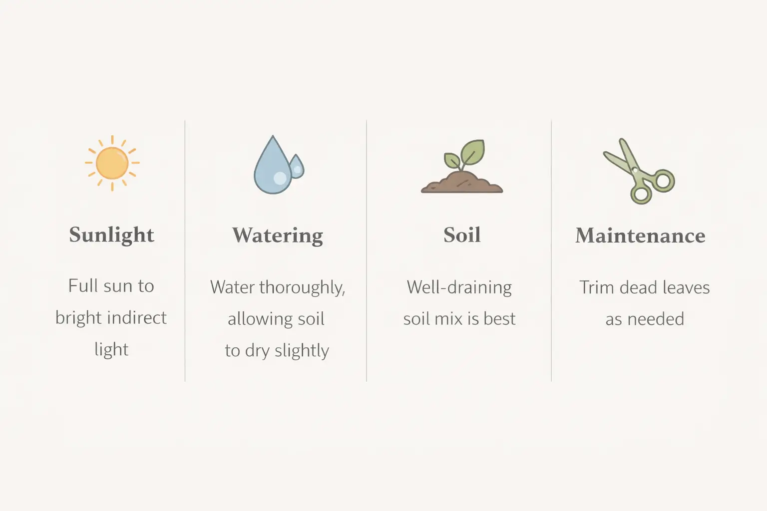 Ponytail palm outdoor care infographic showing sunlight watering and soil needs