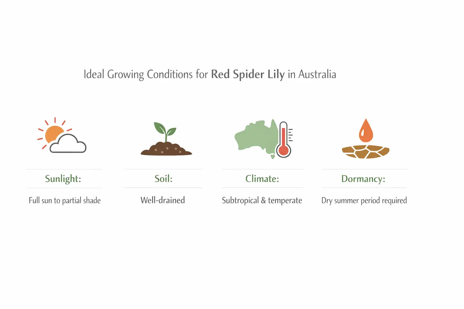 red spider lily australia