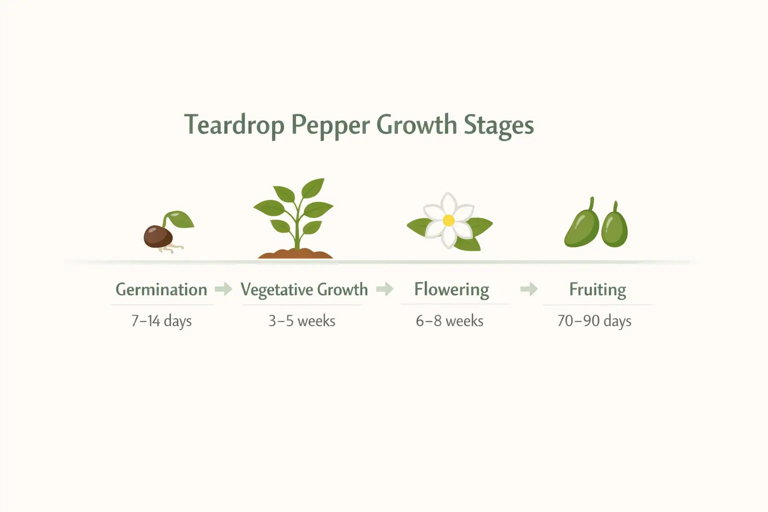 teardrop pepper plant