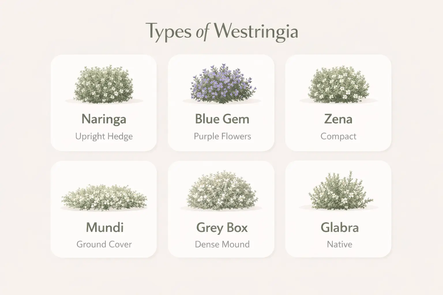 types of westringia