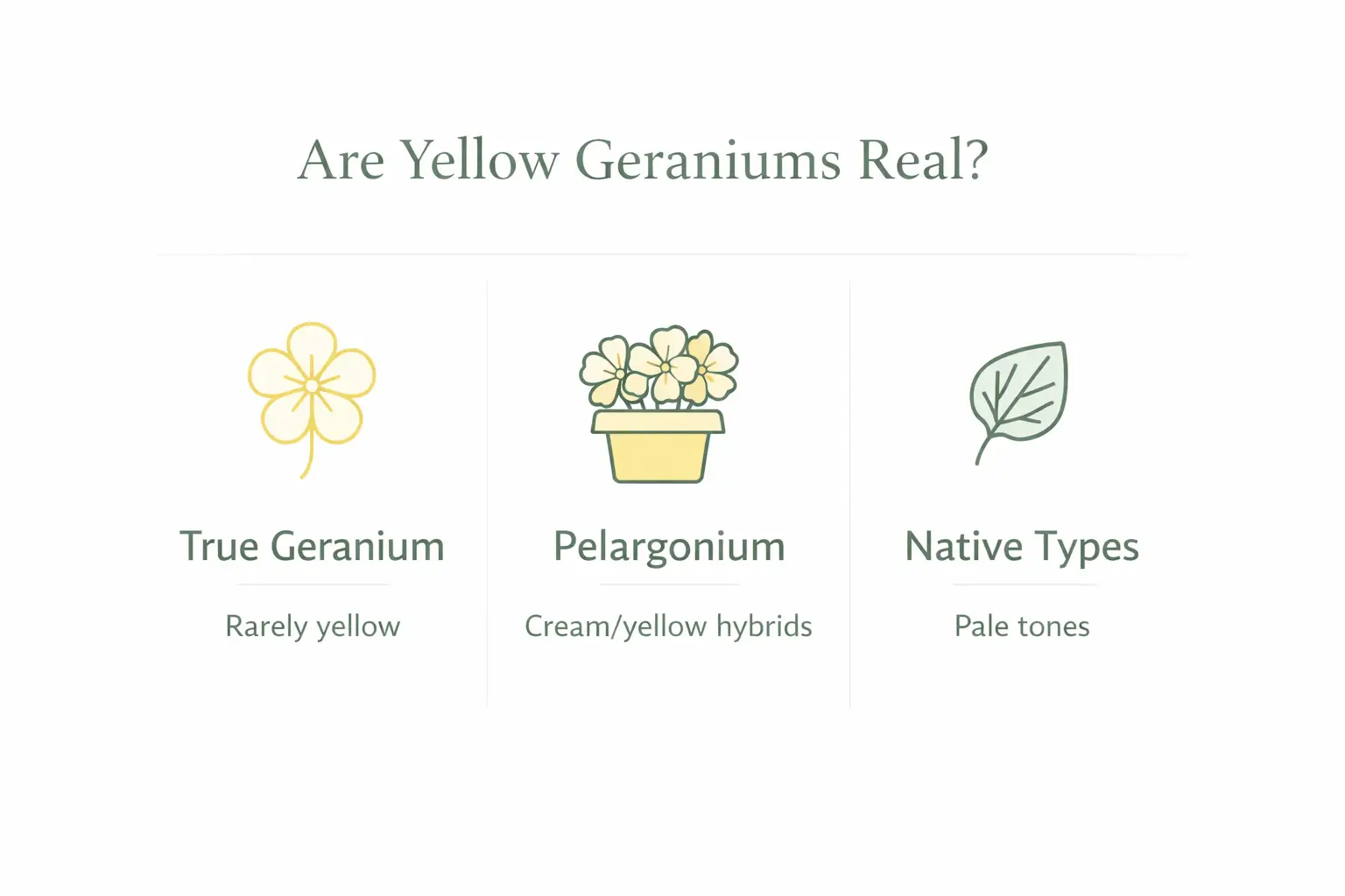 yellow geraniums