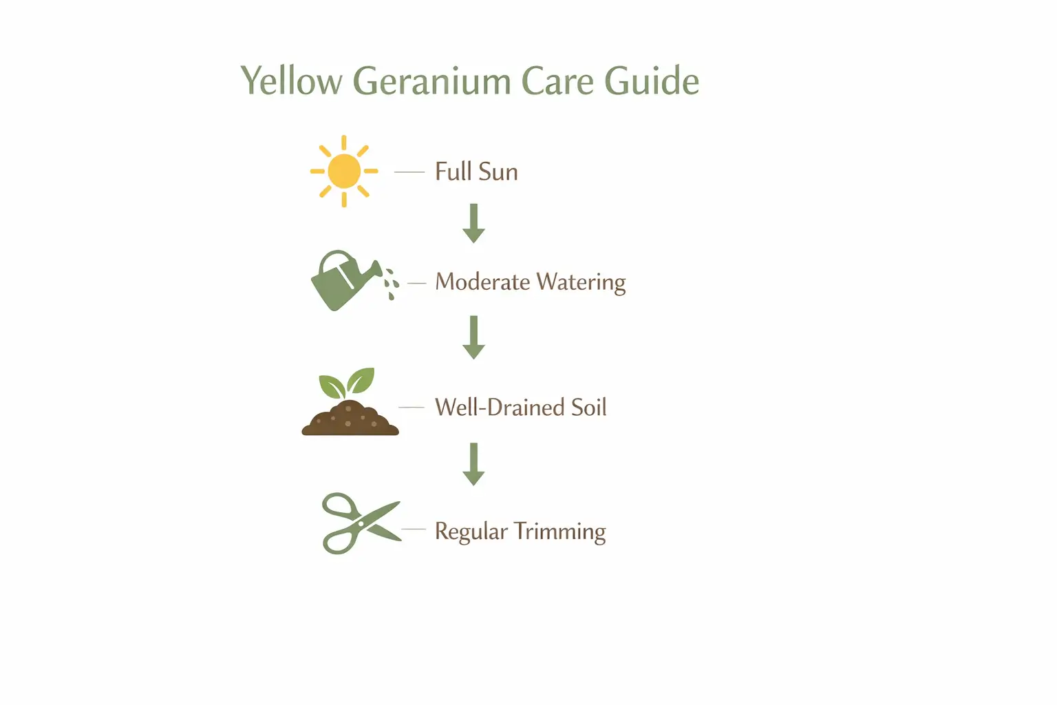 yellow geraniums