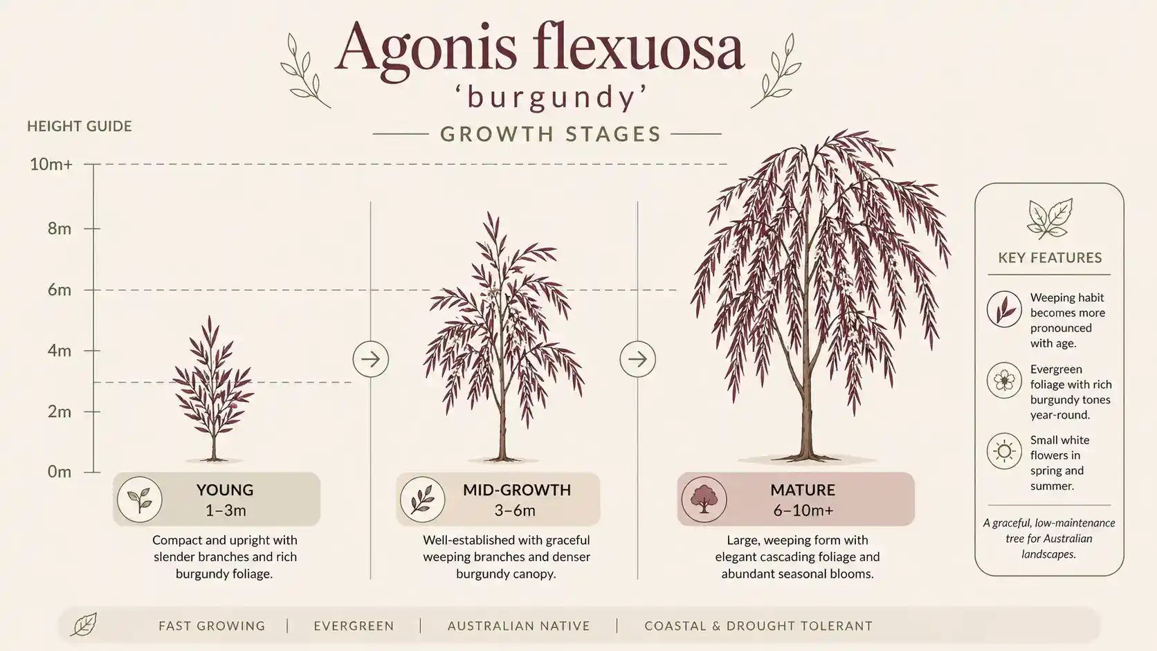 agonis flexuosa 'burgundy'