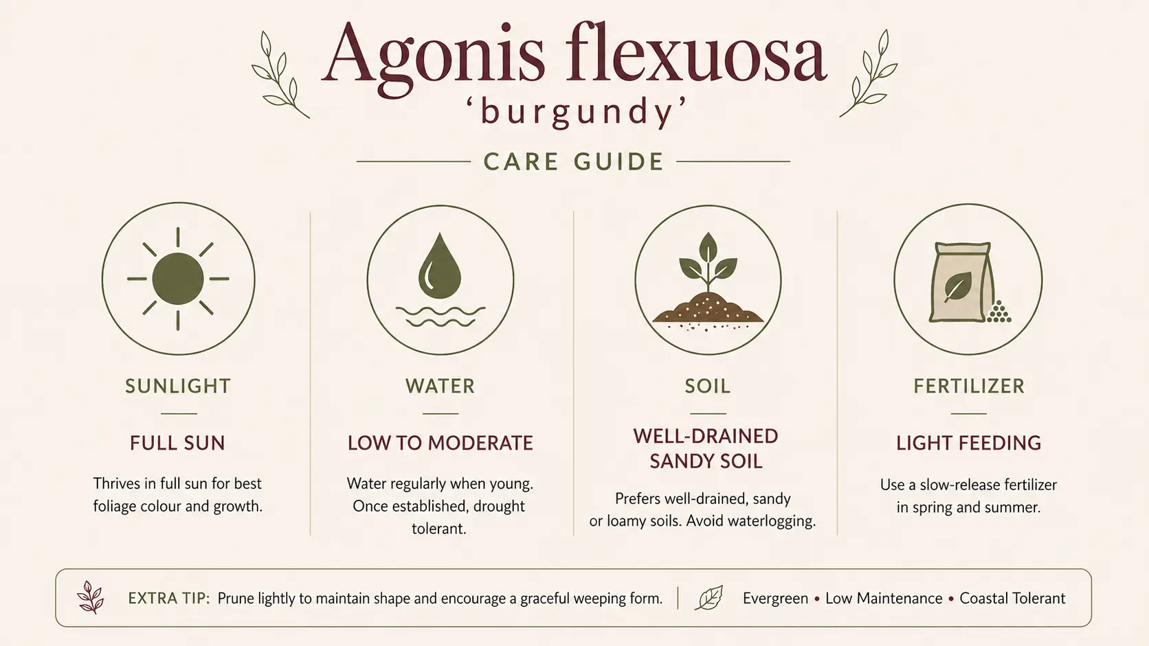 agonis flexuosa 'burgundy'