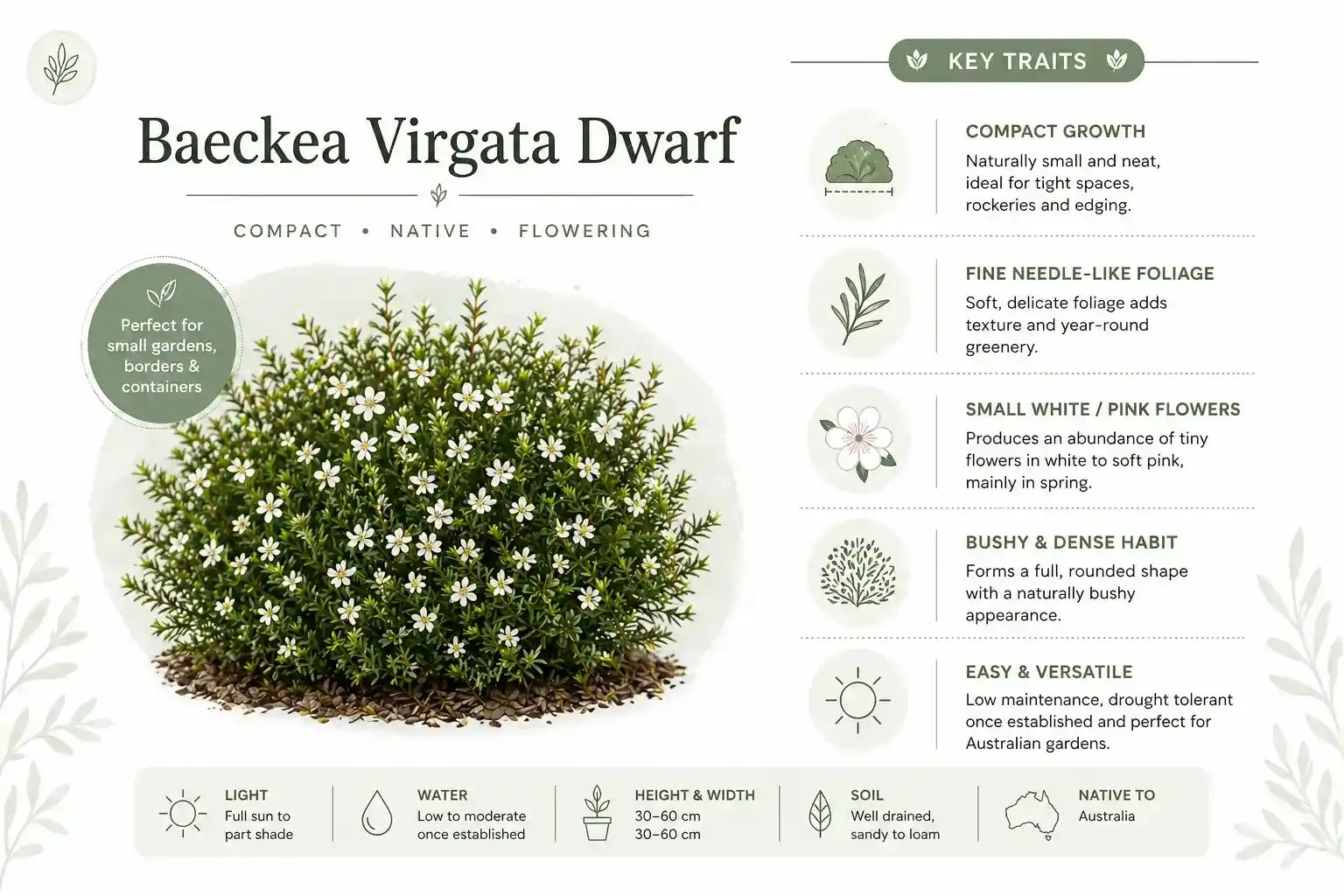 baeckea virgata dwarf