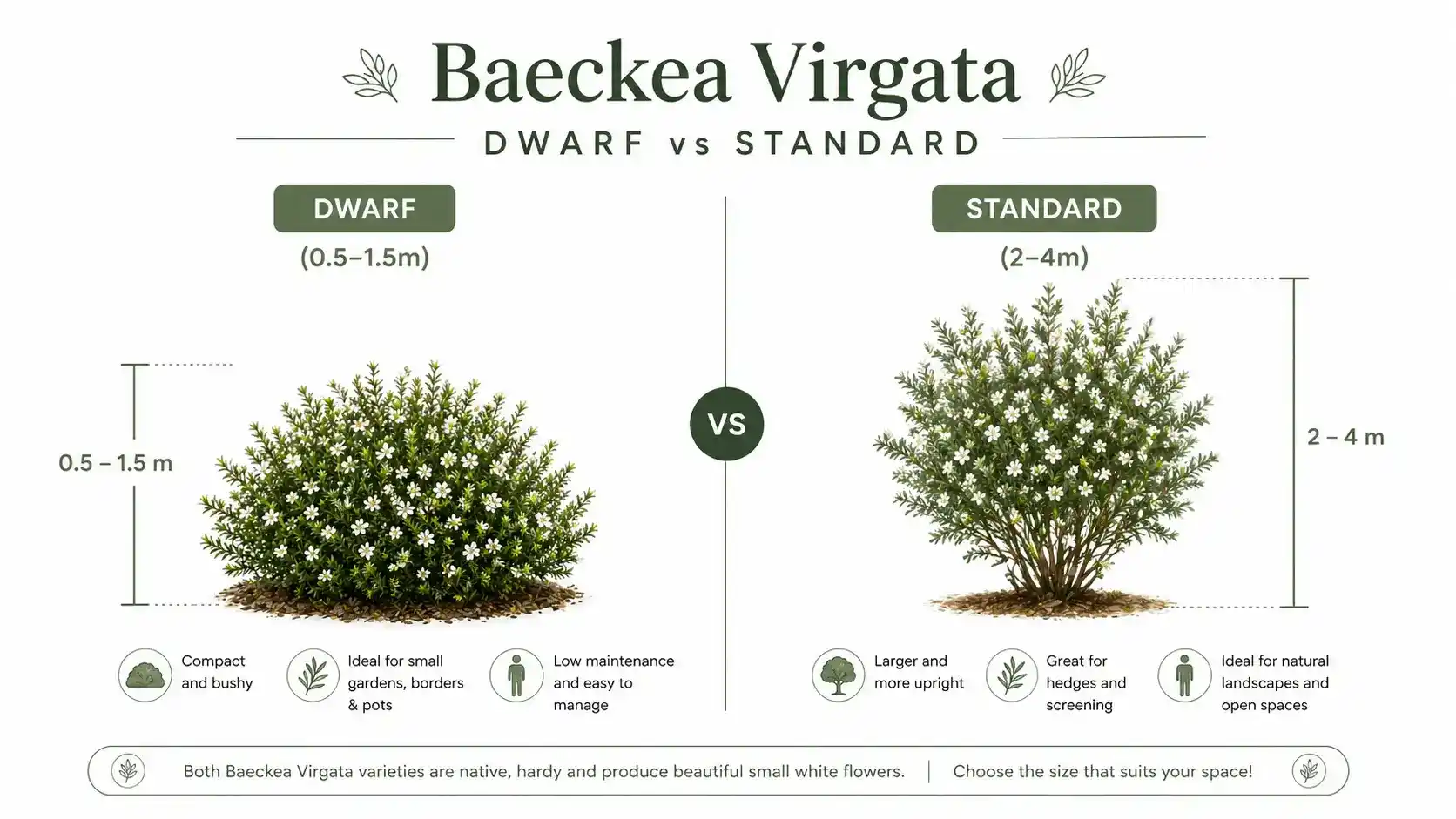 baeckea virgata dwarf