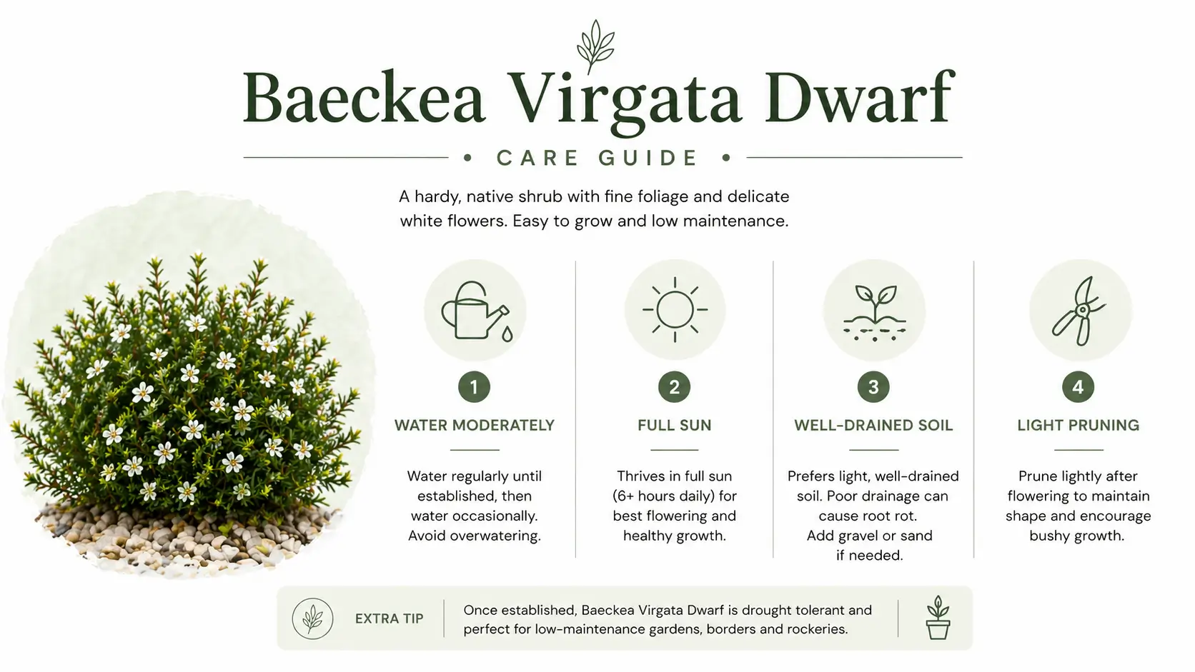 baeckea virgata dwarf
