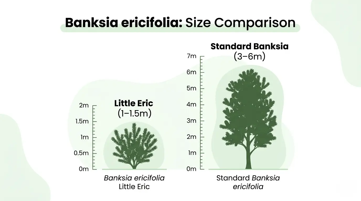banksia ericifolia little eric