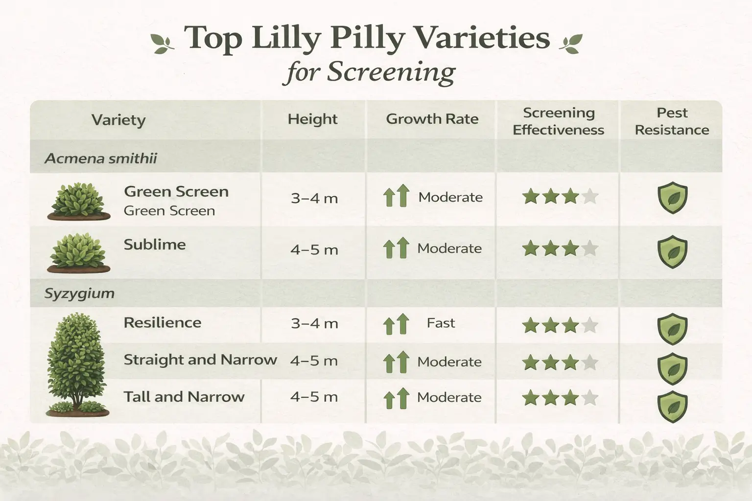 best lilly pilly for screening