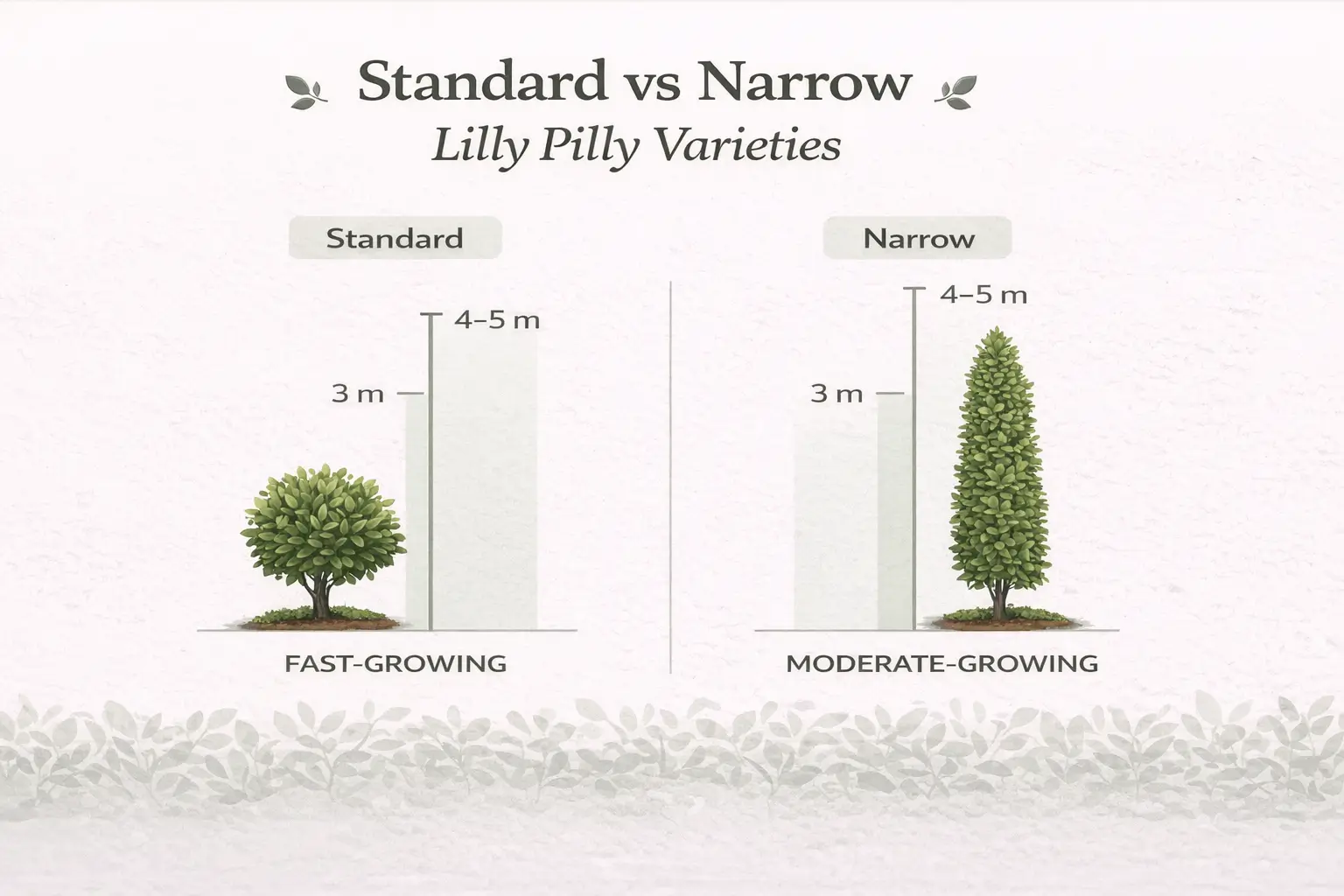 best lilly pilly for screening