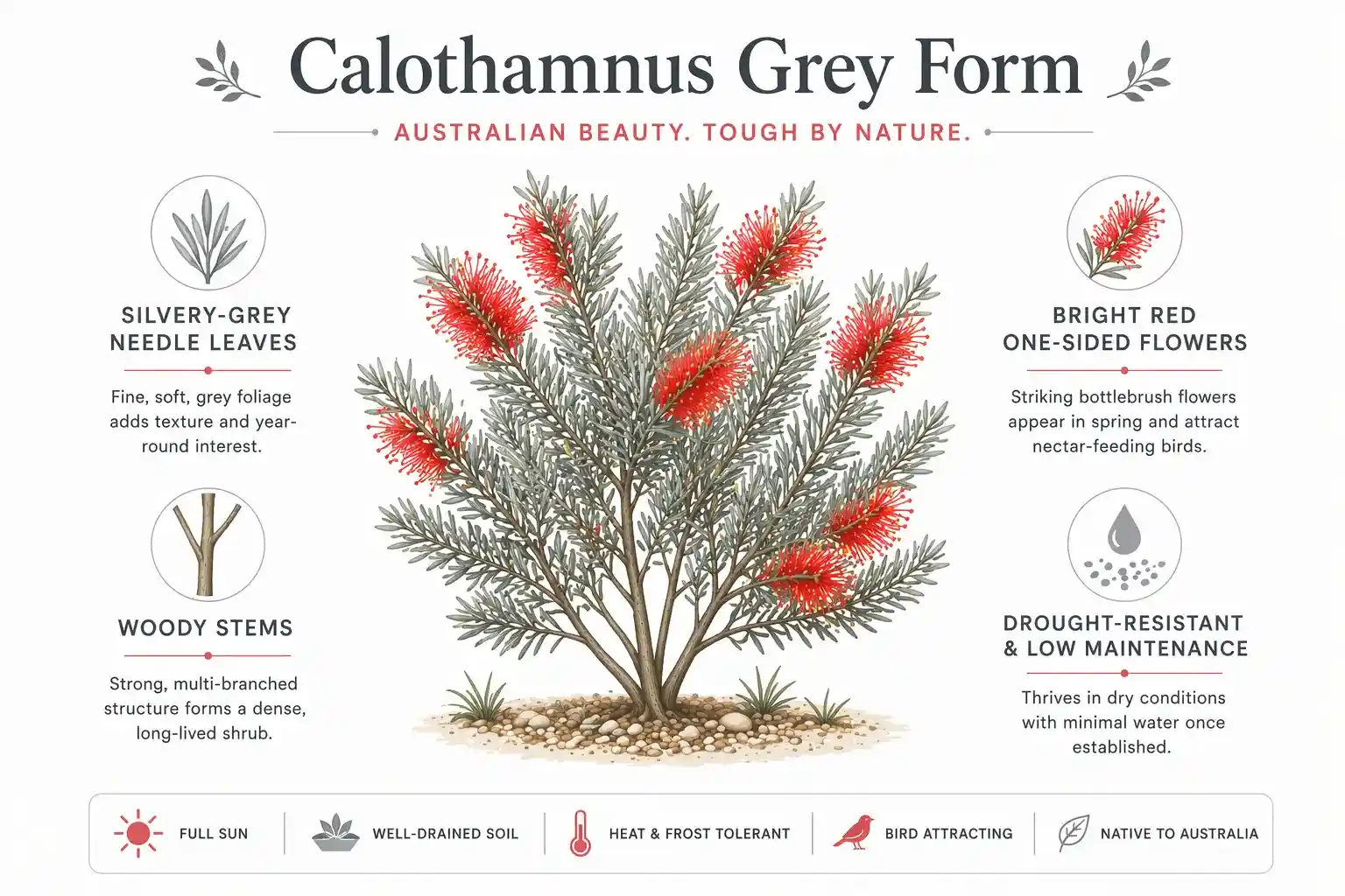 calothamnus grey form