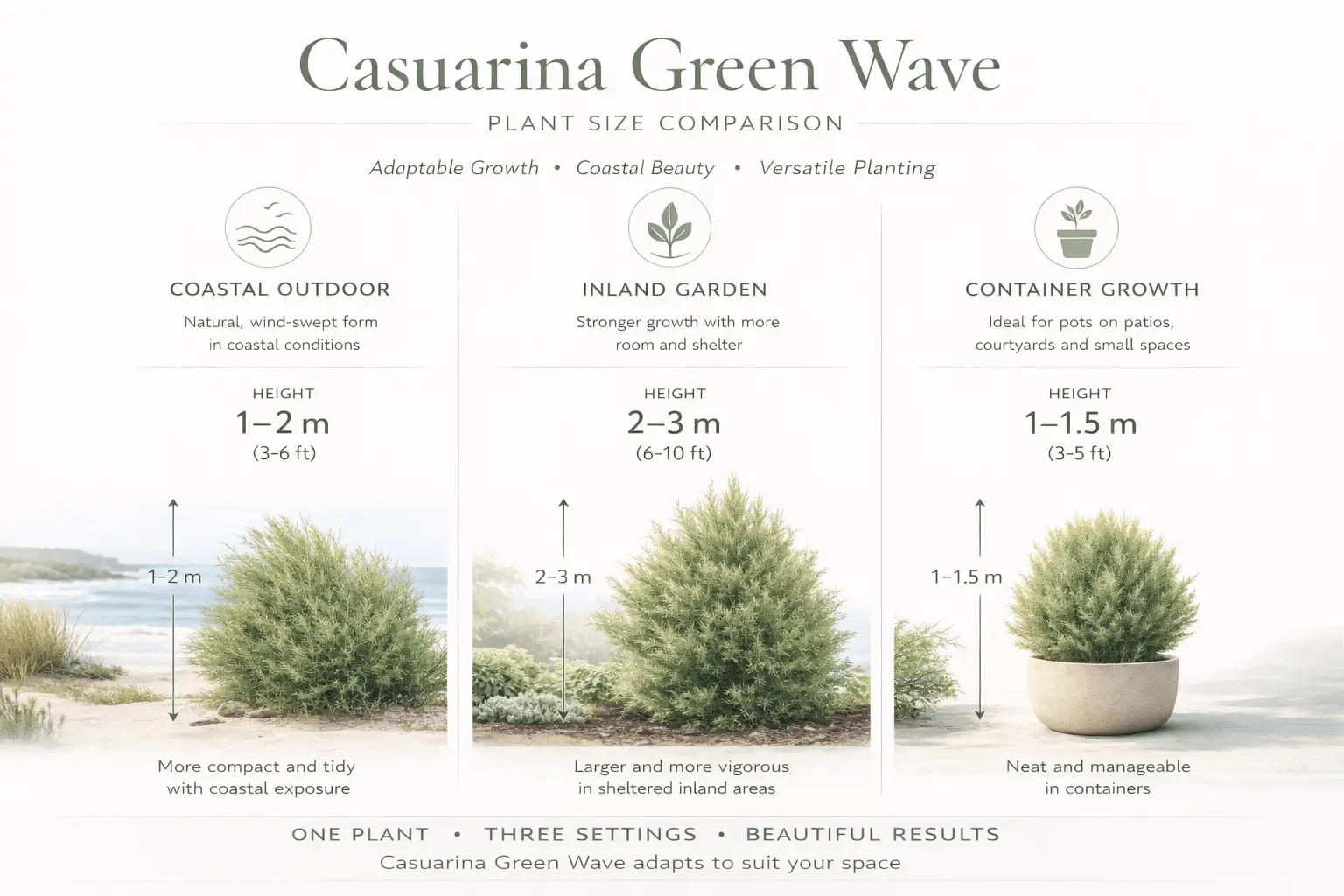 casuarina green wave