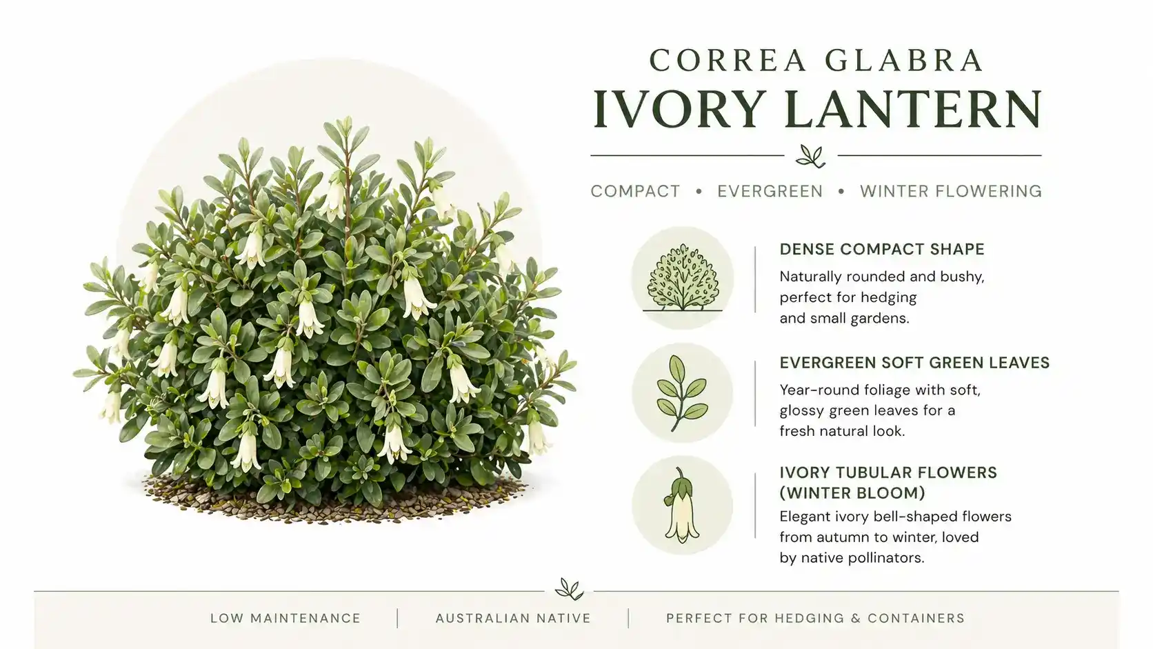 correa glabra ivory lantern