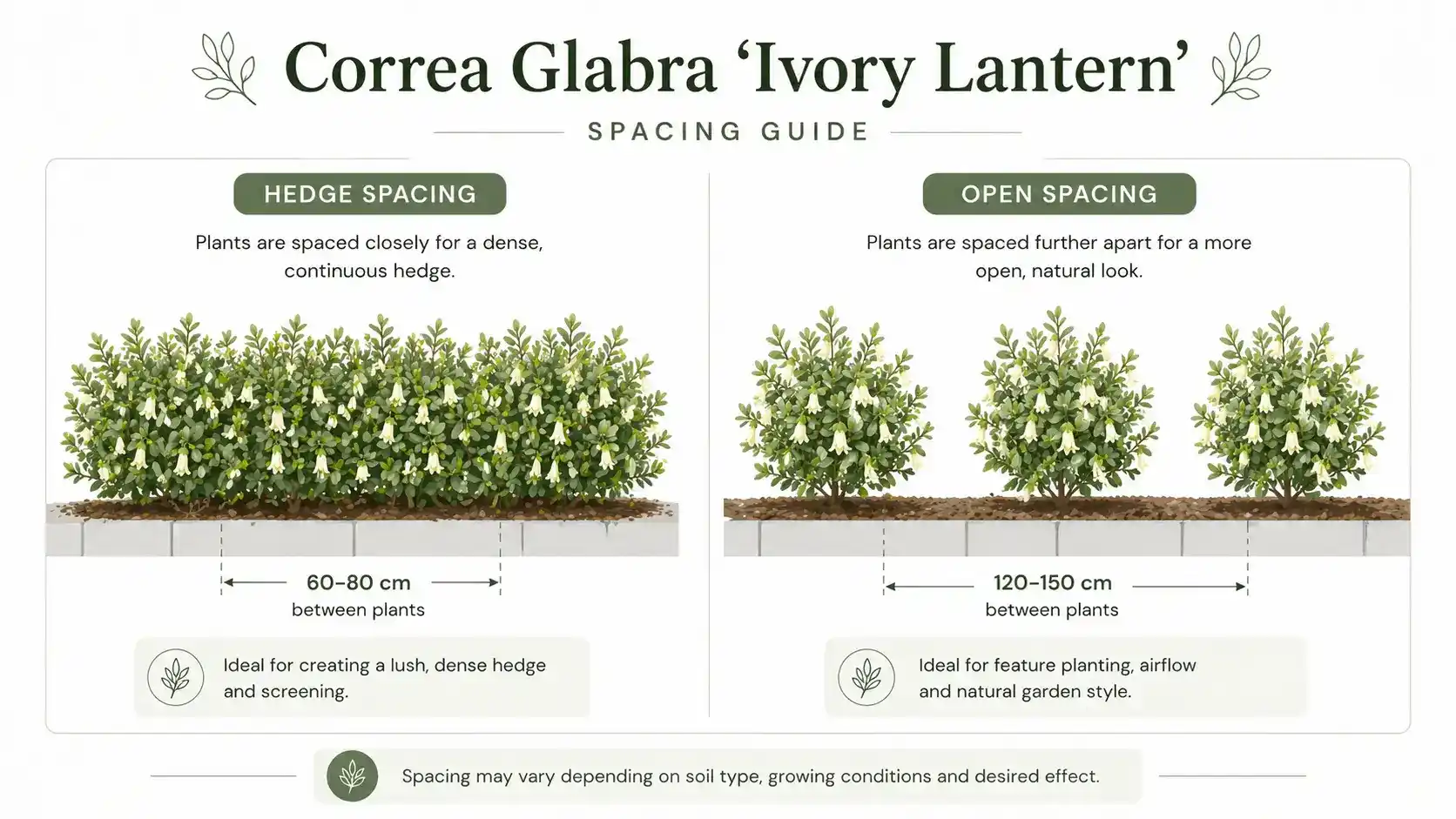 correa glabra ivory lantern