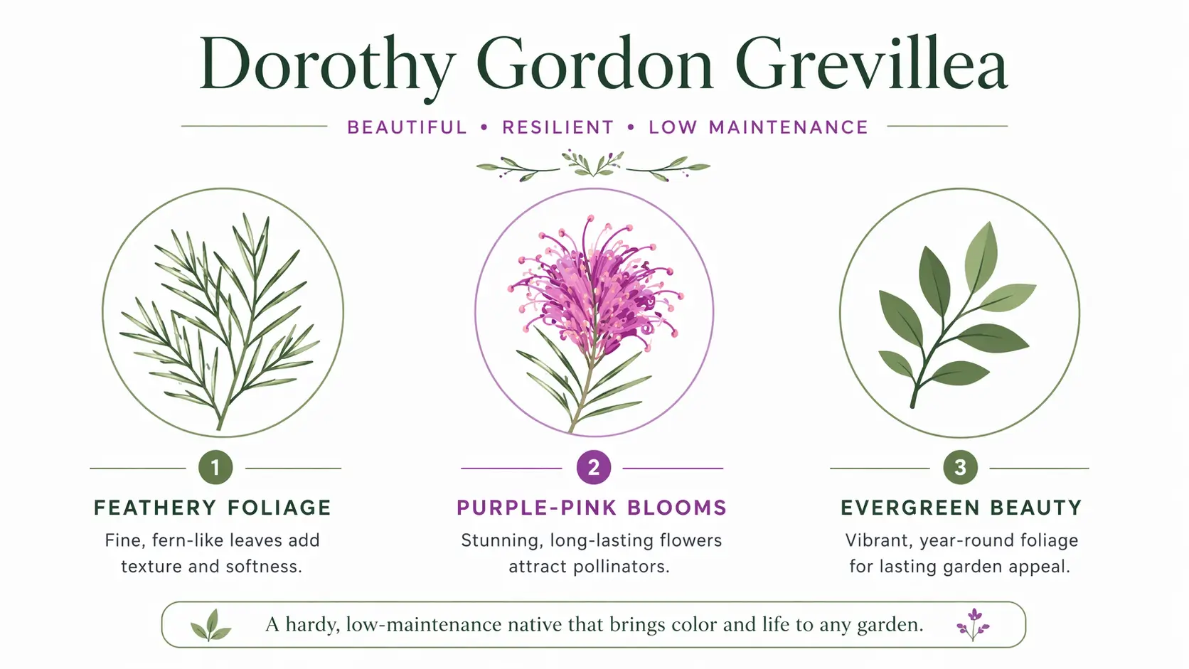 dorothy gordon grevillea
