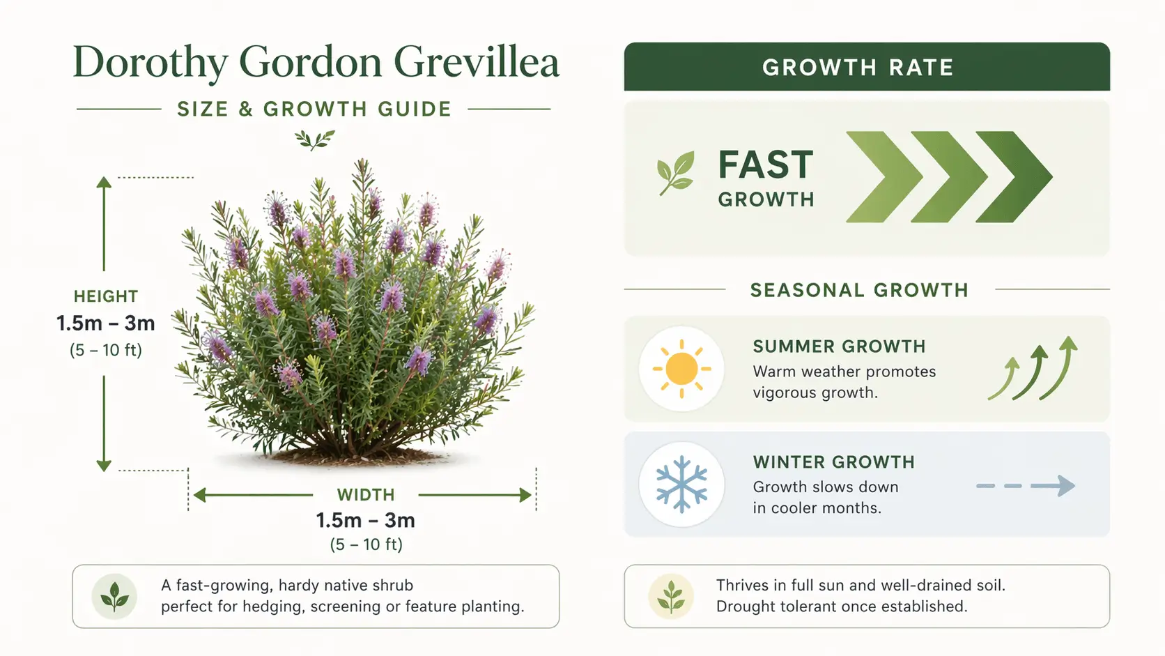 dorothy gordon grevillea