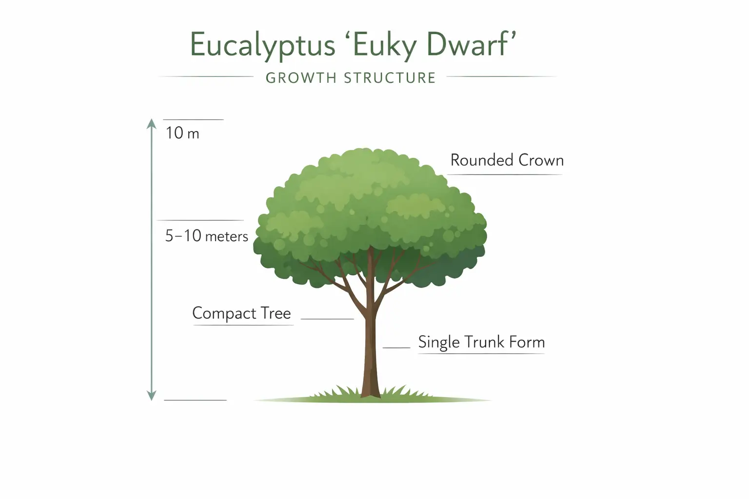 eucalyptus euky dwarf