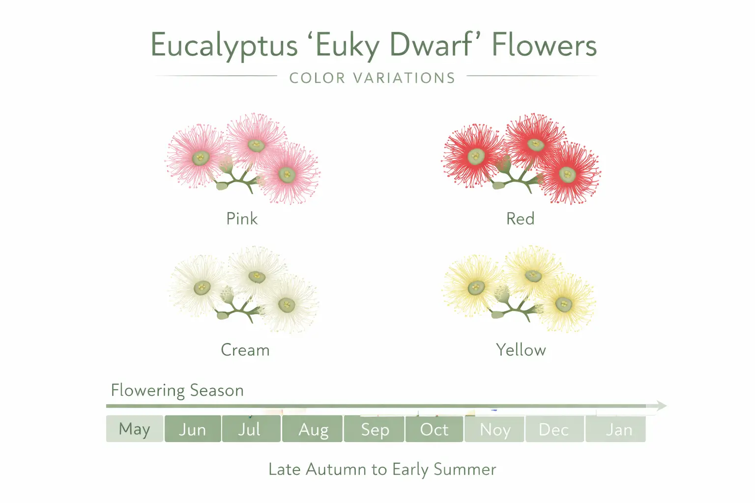 eucalyptus euky dwarf