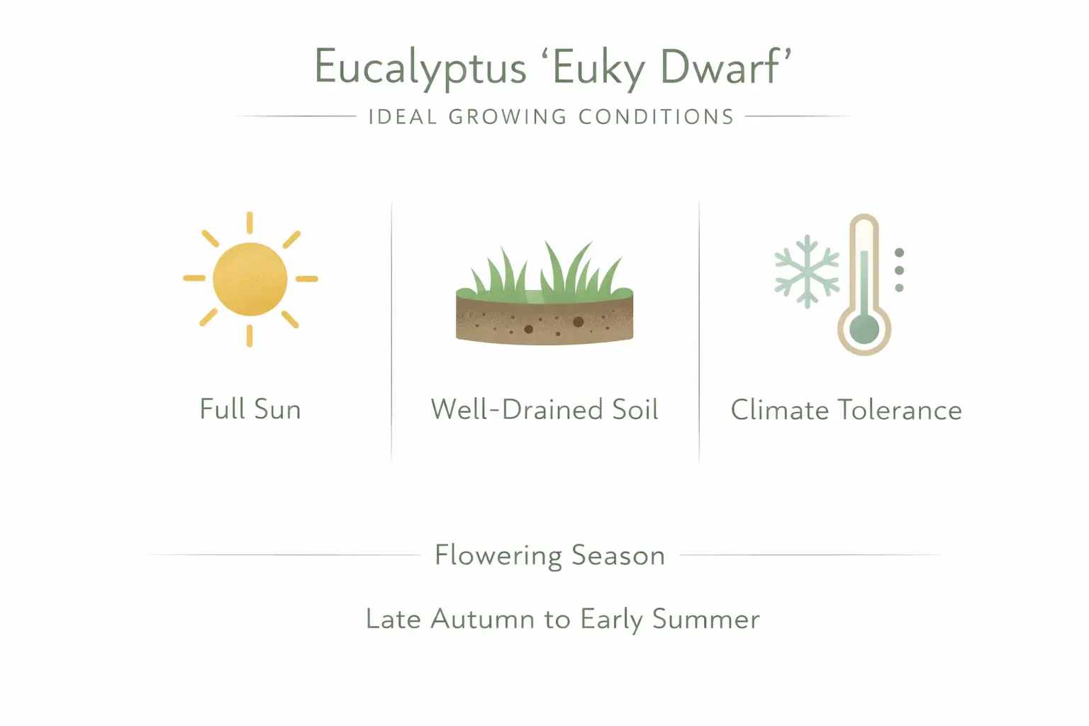 eucalyptus euky dwarf