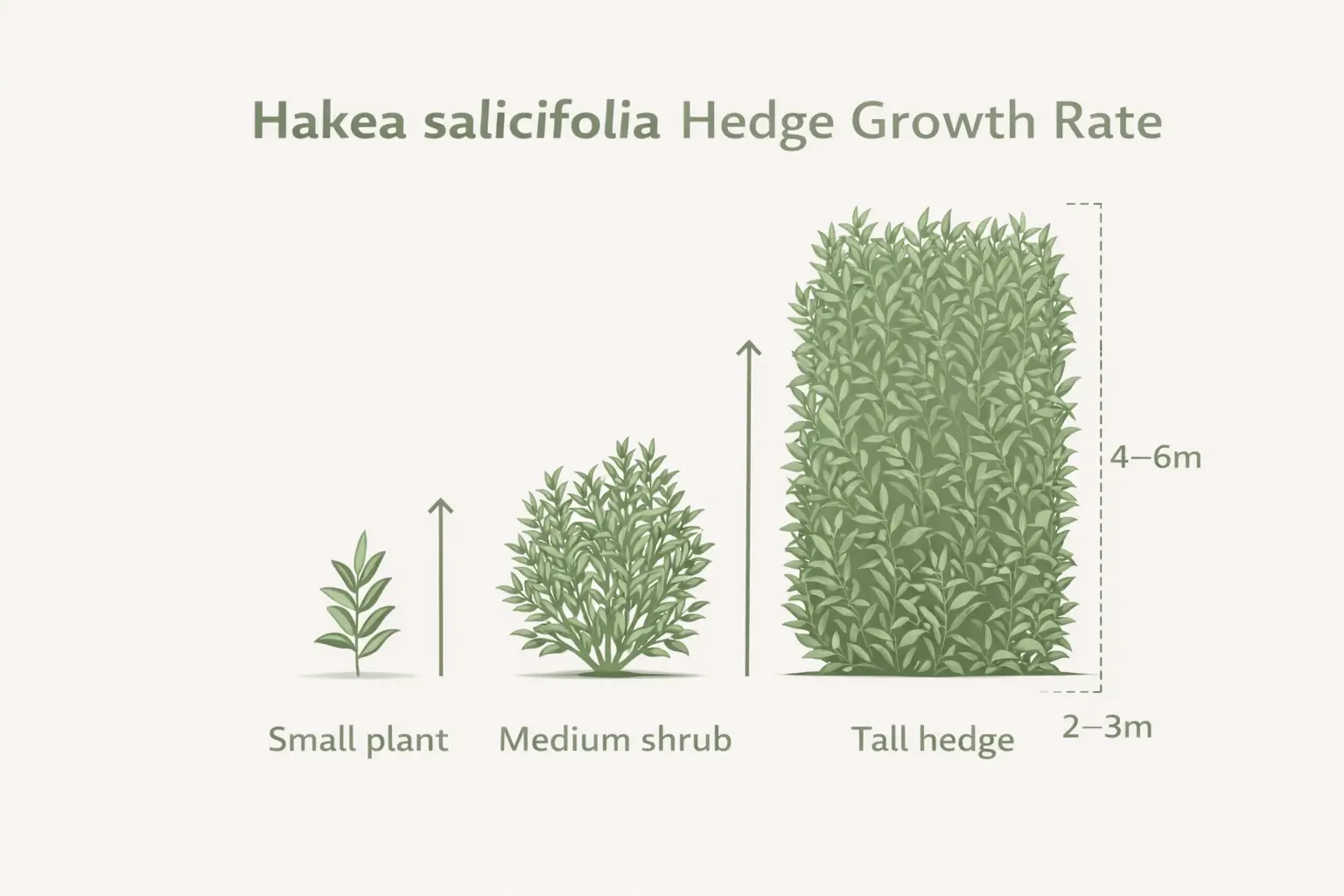 hakea salicifolia hedge