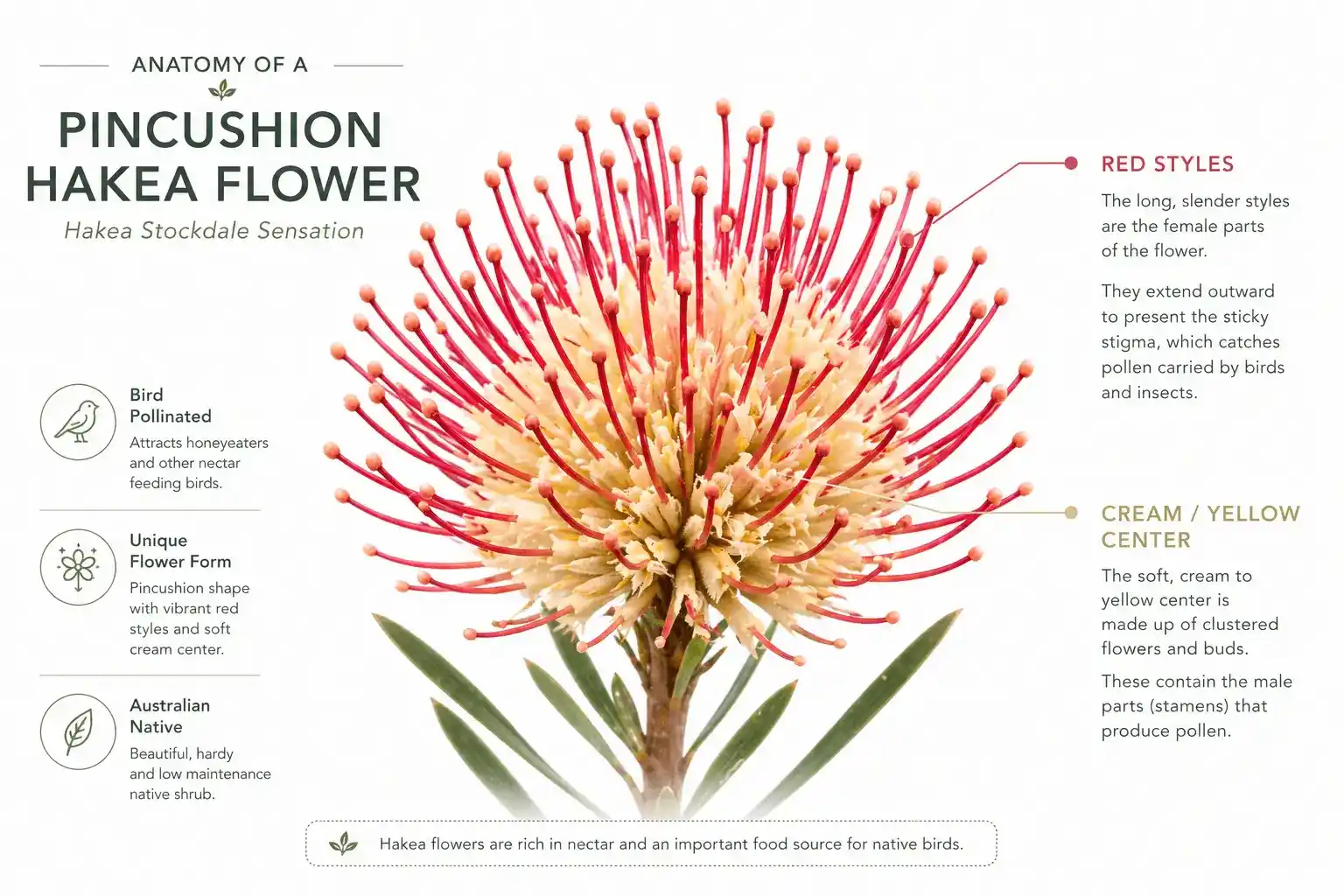 hakea stockdale sensation