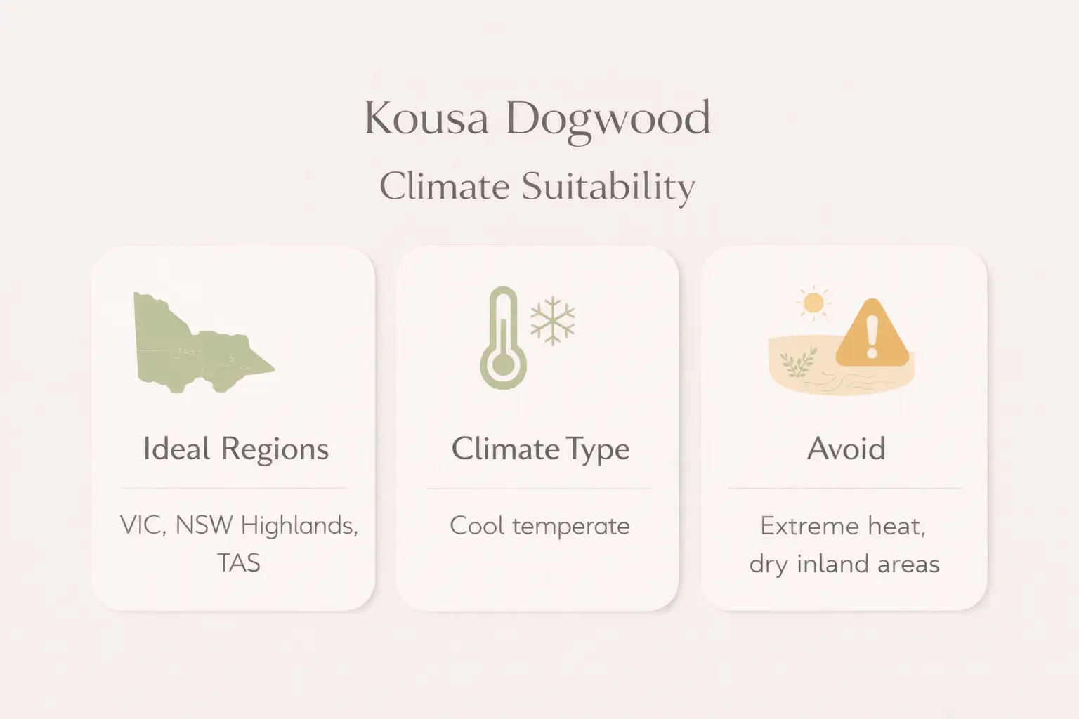 kousa dogwood australia