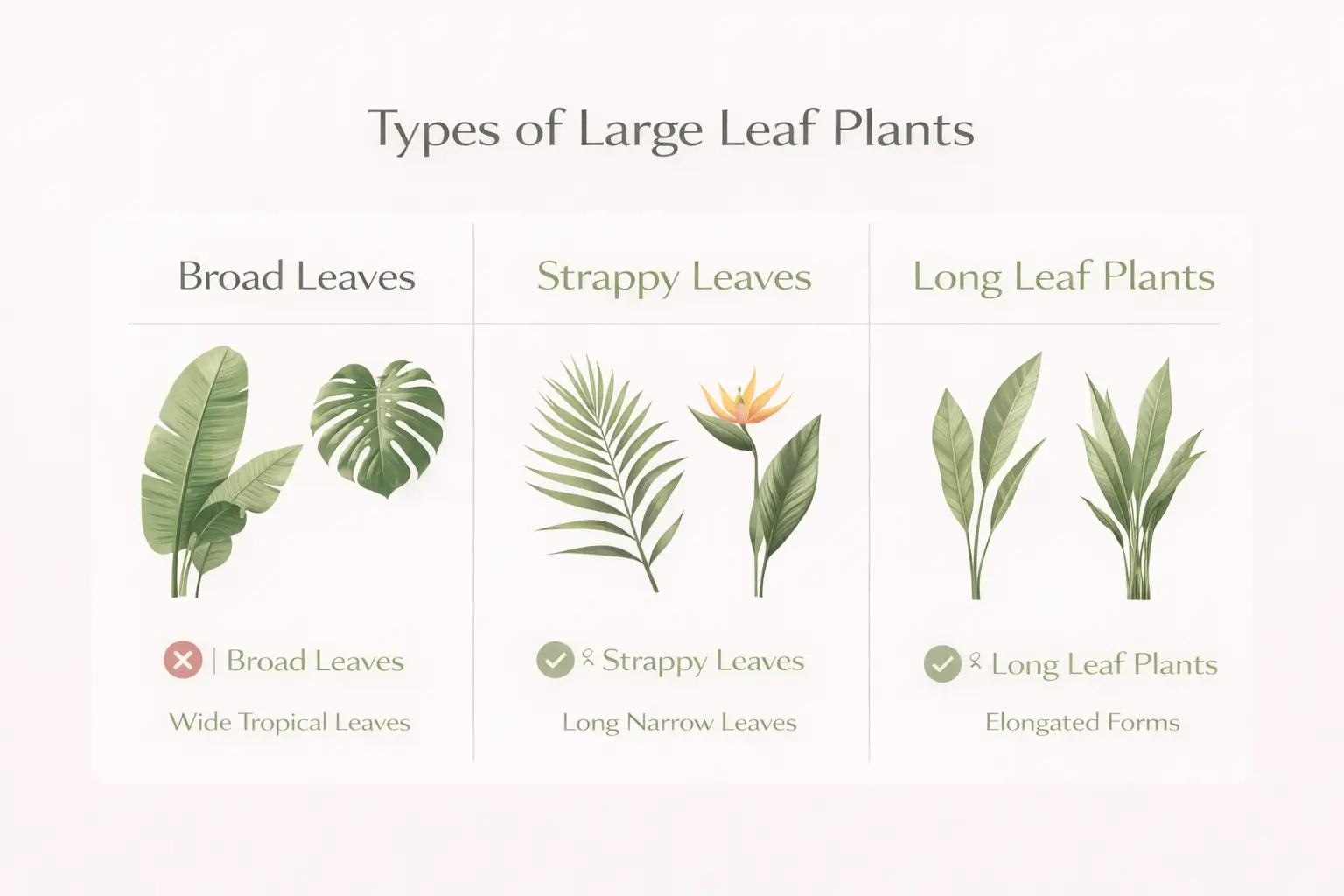 large leaf plants australia