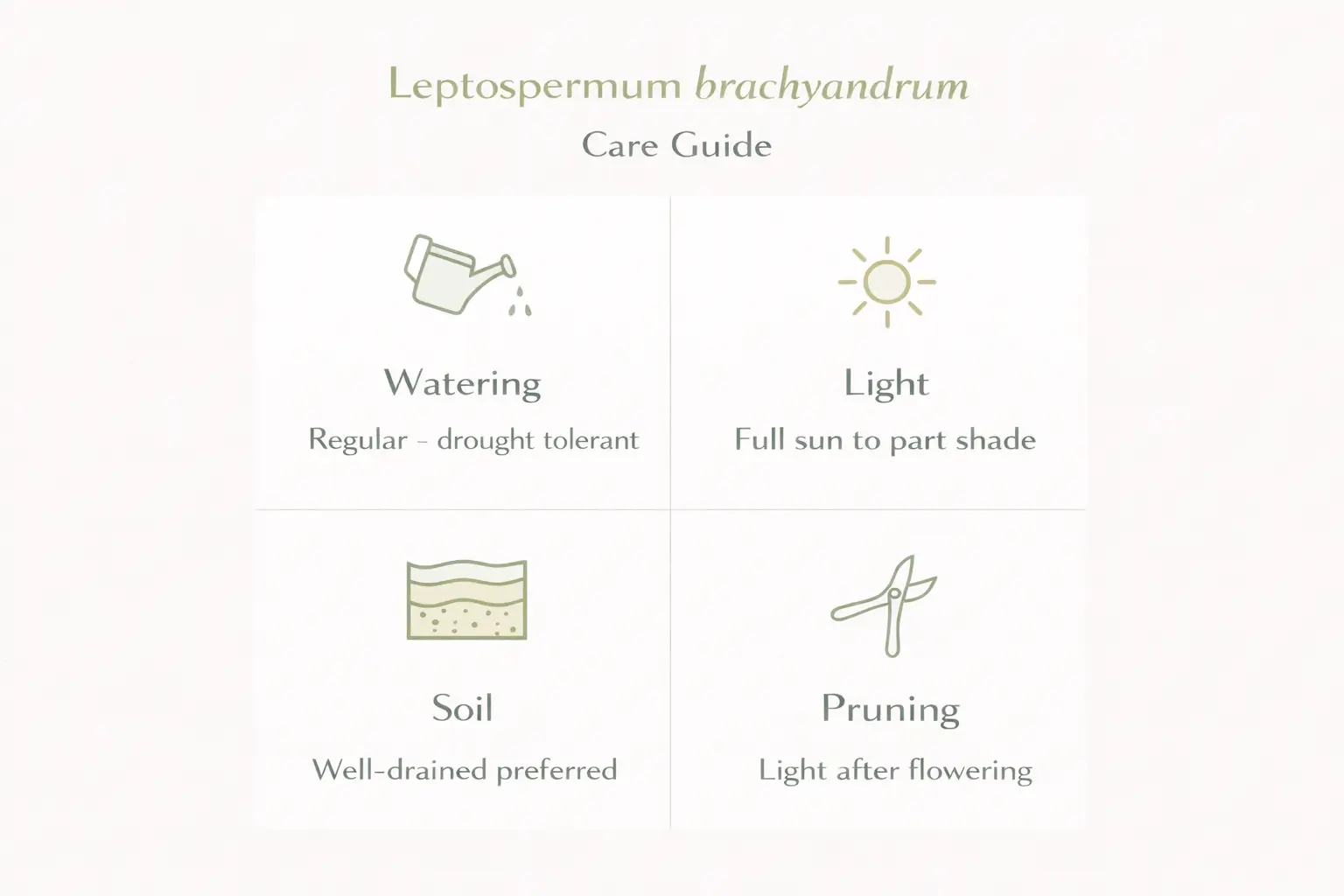 leptospermum brachyandrum