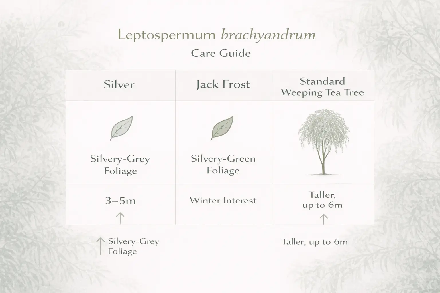 leptospermum brachyandrum