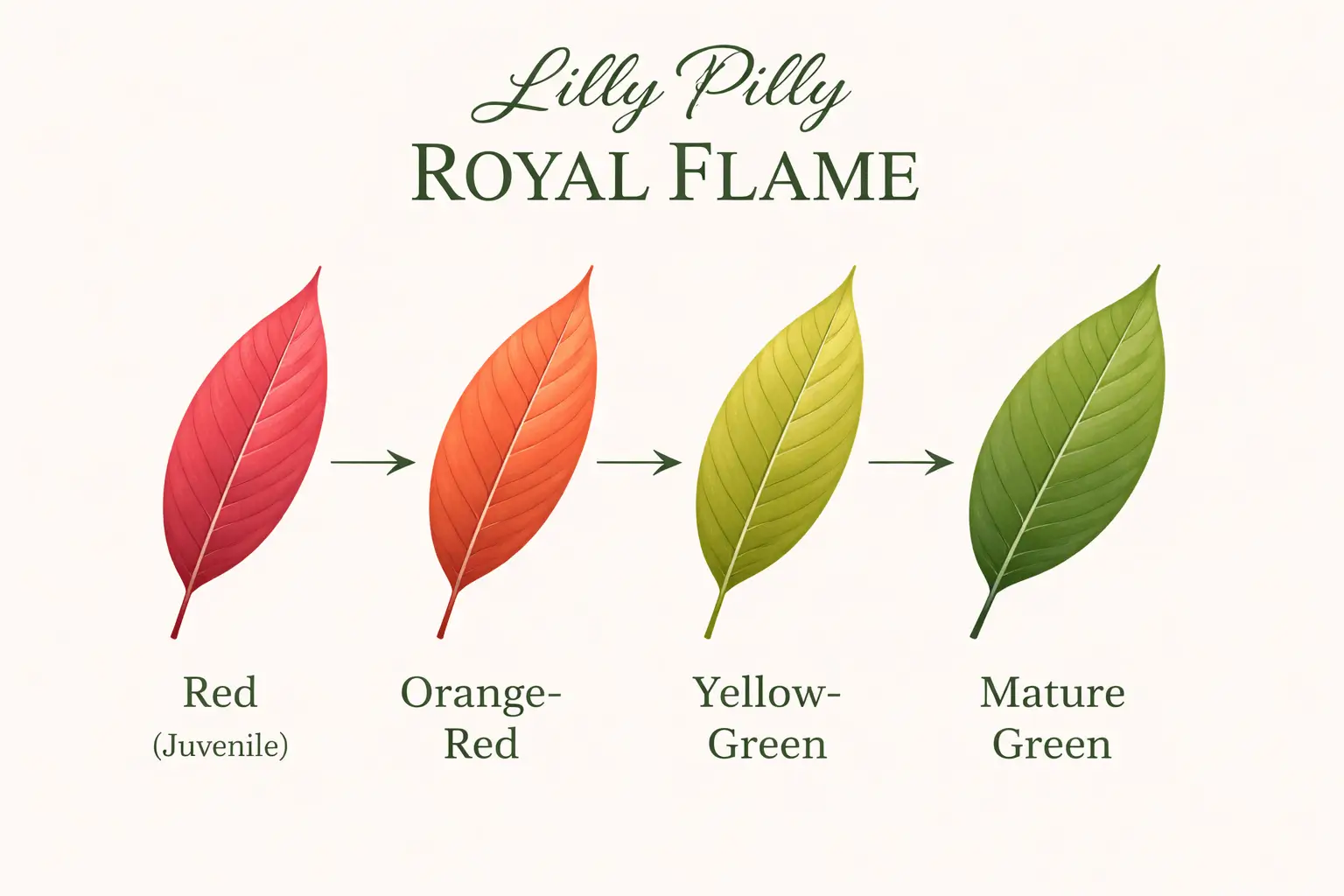 lilly pilly royal flame